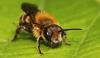 Osmia sp.